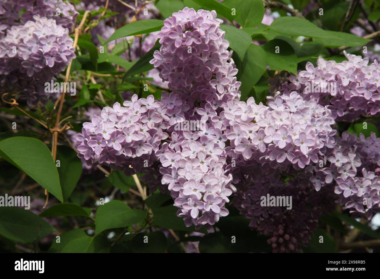 Lila (Syringa) im Ryan Island Day Use Area in Great Falls, Montana Stockfoto
