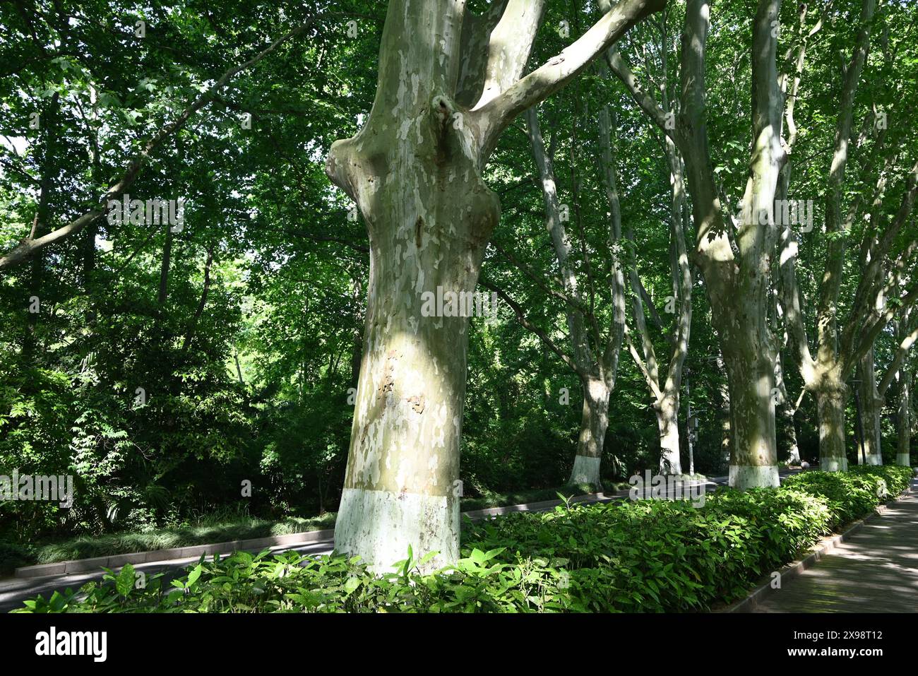 Linie von Sycamore auf beiden Seiten der Straßen am sonnigen Nachmittagstag Stockfoto