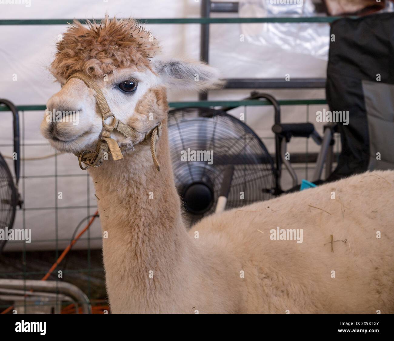 Lama auf der Virginia State Fair Stockfoto
