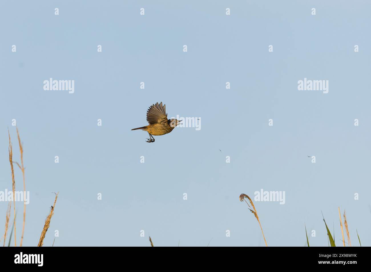 Europäische Stonechat Saxicola rubicola, Jungtier im Flug, Suffolk, England, Mai Stockfoto
