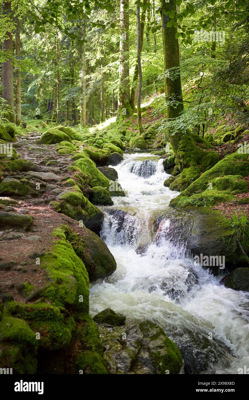 Kleiner Wasserfall, der über moosbedeckte Felsen in einem üppigen, grünen Wald kaskadiert. Die Szene ist ruhig, malerisch, natürliche Schönheit, ruhige Atmosphäre. Europa, Stockfoto