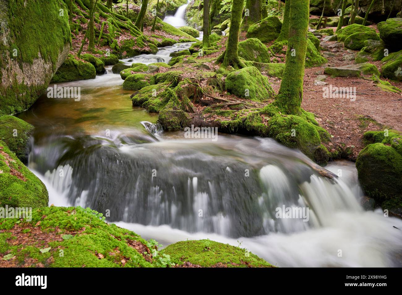 Ruhige Waldszene, kleiner Wasserfall über Felsen, umgeben von üppig grünen moosbedeckten Bäumen. Europa, Deutschland, Schwarzwald, Bühlertal, Gert Stockfoto