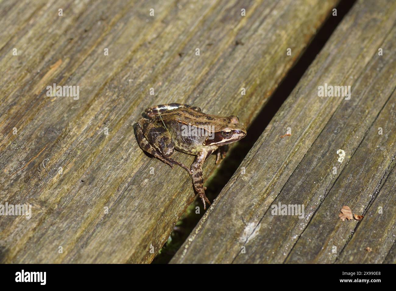 Gemeiner Frosch (Rana temporaria) auf einer Holzbrücke über einem Teich. Familie echte Frösche (Ranidae). Frühling, Mai, Niederlande Stockfoto