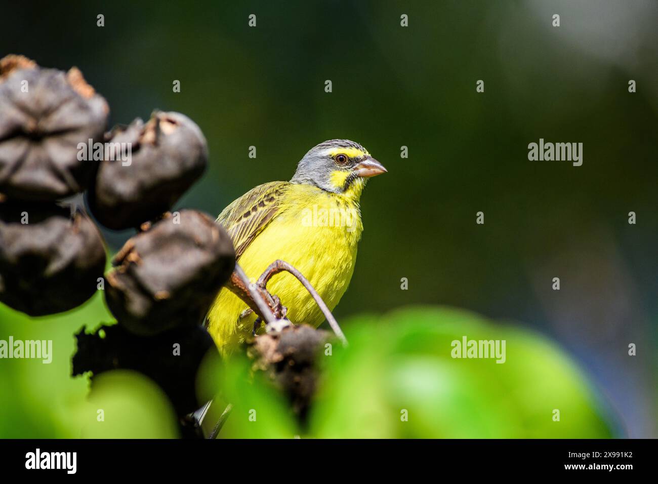 Gelber Kanarienvogel, der auf einem Ast thront Stockfoto