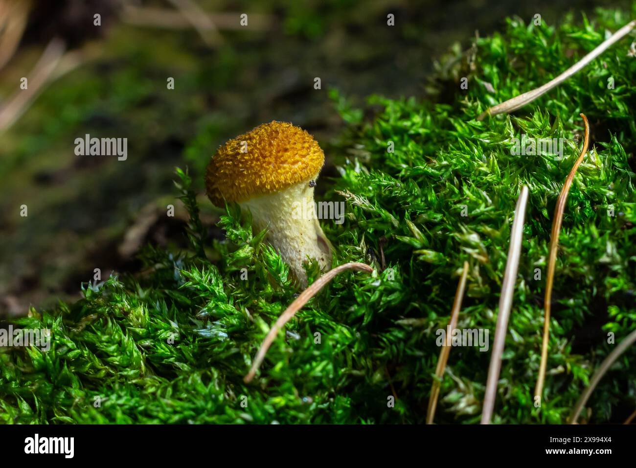 Pilze von Honigpilzen aus der Nähe auf dunklem Hintergrund wachsen im Wald. Stockfoto