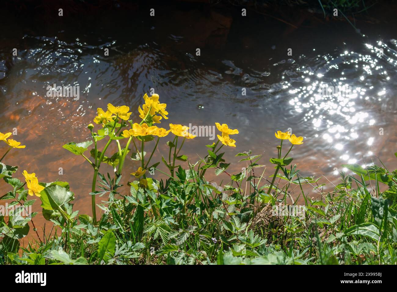 Caltha palustris, Sumpf-Ringelblume, die in einem Graben blüht Stockfoto