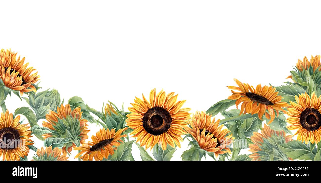 Blühendes Sonnenblumenfeld. Orangegelbe Blüten. Sonnenblumen mit Blatt und Knospen. Horizontaler Rahmen mit leerem Leerzeichen für Text. Florale Sommerkomposition Stockfoto
