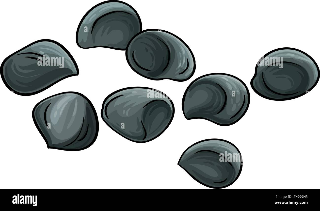 Calodendrum Seeds Farbige Detaillierte Abbildung. Vektor isoliert für Design oder Dekoration. Stock Vektor