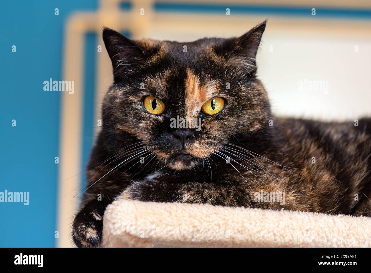Britische Kurzhaar-Hauskatze mit Schildpatt-Mantel, die auf einer Ruheplattform posiert. Stockfoto