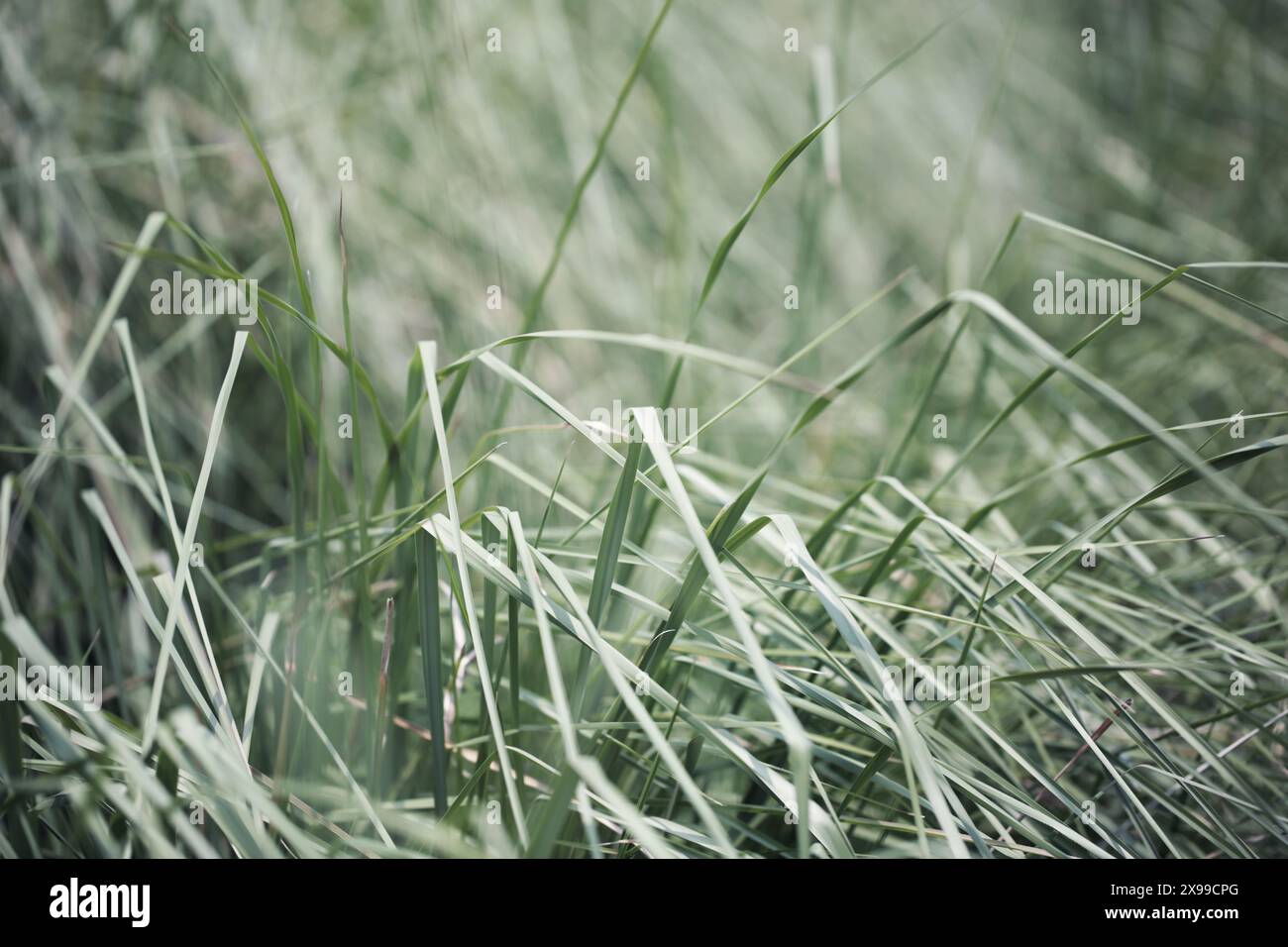 Grünes Gras Land Natur botanische Pflanze ästhetische Textur abstrakter Hintergrund. Stockfoto