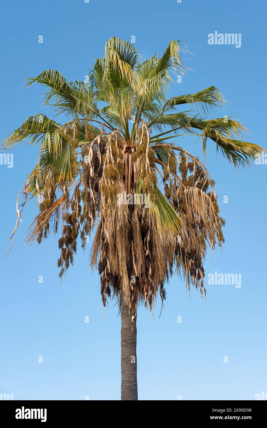 Isolierte Phoenix canariensis, die Kanarischen Inseln Dattelpalme vor dem blauen Himmel, tropische Bäume, die in warmen Klimazonen mit dicken LKW üblich sind Stockfoto