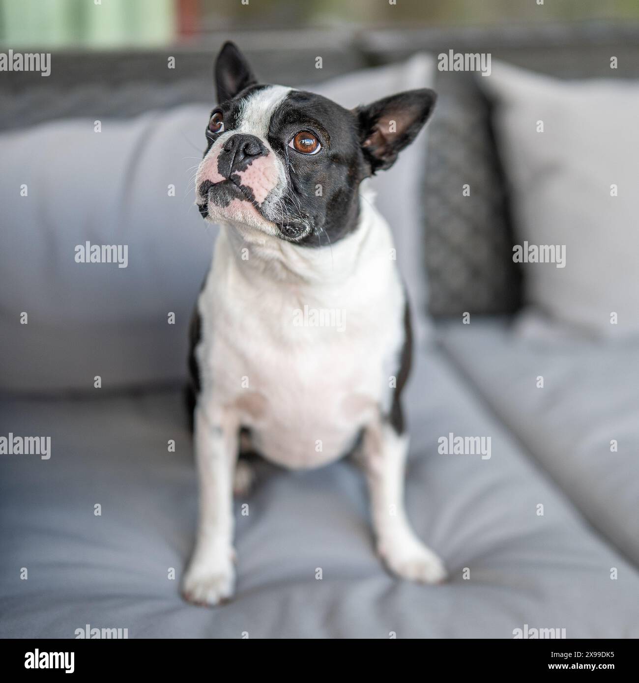 Der dreijährige Boston Terrier saß auf der Couch Stockfoto