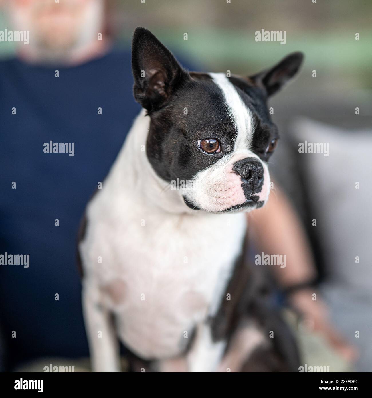 Der dreijährige Boston Terrier saß auf der Couch Stockfoto