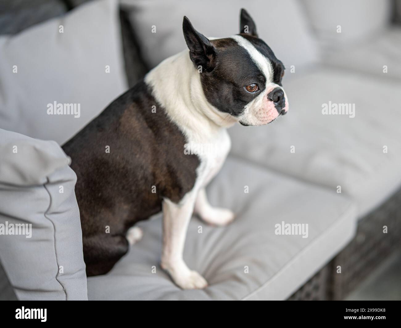 Der dreijährige Boston Terrier saß auf der Couch Stockfoto