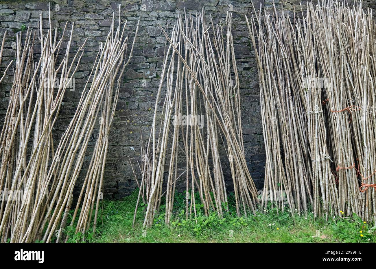 Gartenstöcke, die sich an eine Steinmauer im Garten in devon, england lehnen Stockfoto