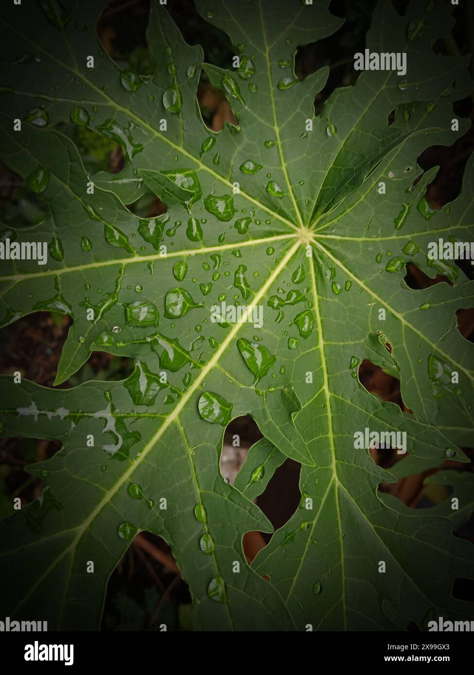Frische grüne Blätter für den Hintergrund thailands Stockfoto
