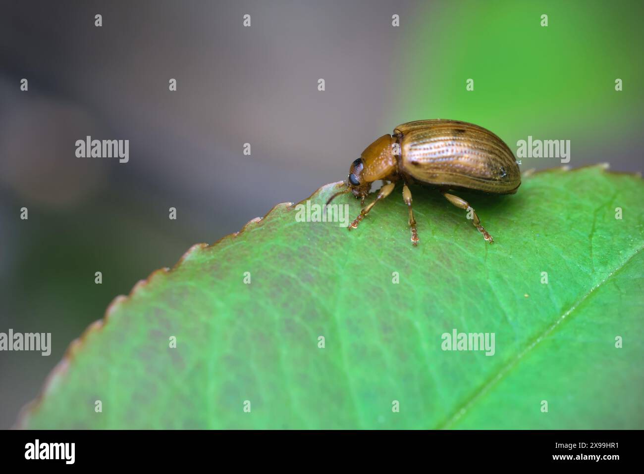 Großaufnahme eines einzelnen Blattkäfers (Gonioctena sp.) Essen vom Blatt, auf dem es steht, Makrofotografie, Insekten, Natur, Biodiversität Stockfoto