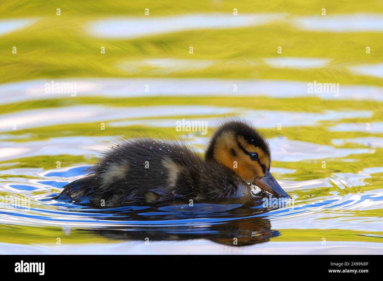 Niedliches winziges Stockentchen auf der Wasseroberfläche (Anas platyrhynchos) Stockfoto
