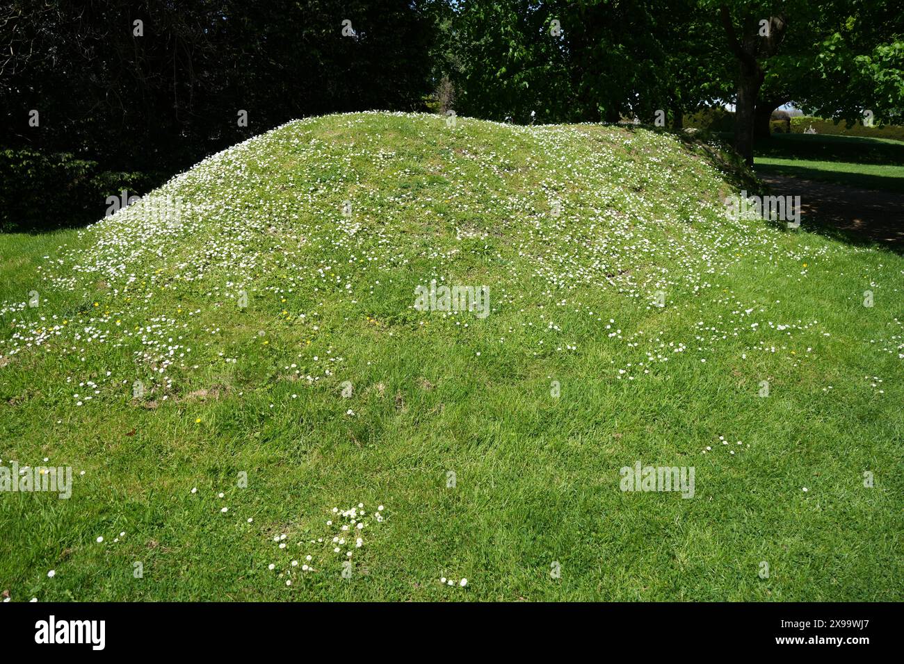 Der mit Gänseblümchen bedeckte Grashügel über dem alten Eishaus der Battle Abbey. Stockfoto