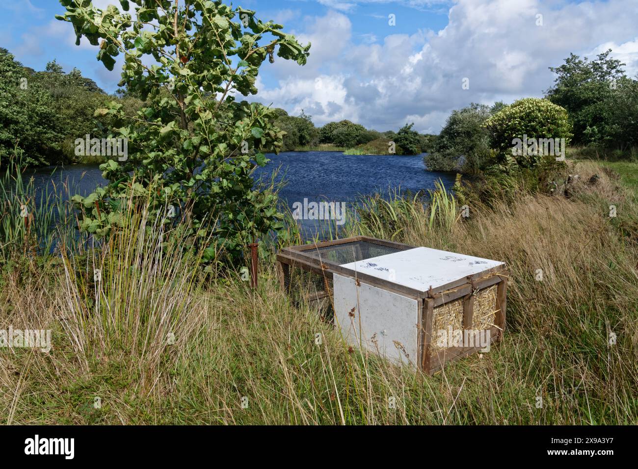 Weichkäfig mit einer Familie von Wühlmäusen, die für ein paar Tage an einem Seeufer aufgestellt wurden, bevor die Wühlmäuse herausgelassen werden, Cornwall, Vereinigtes Königreich Stockfoto