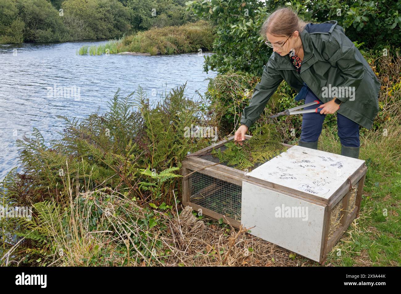 Brackenwedel auf einem weichen Käfig, um die Sonne von einer Familie von Wasservögeln (Arvicola amphibius) im Inneren zu halten, bis sie auftauchen, Cornwall, Großbritannien. Stockfoto