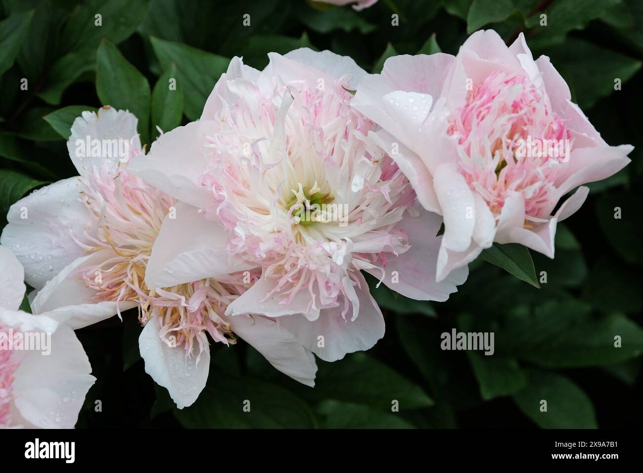 Weiße und blassrosa Doppelpfingstrose paeonia „do Tell“ in Blüte Stockfoto