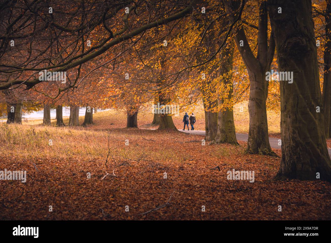 Studley Royal, Herbstbäume Stockfoto