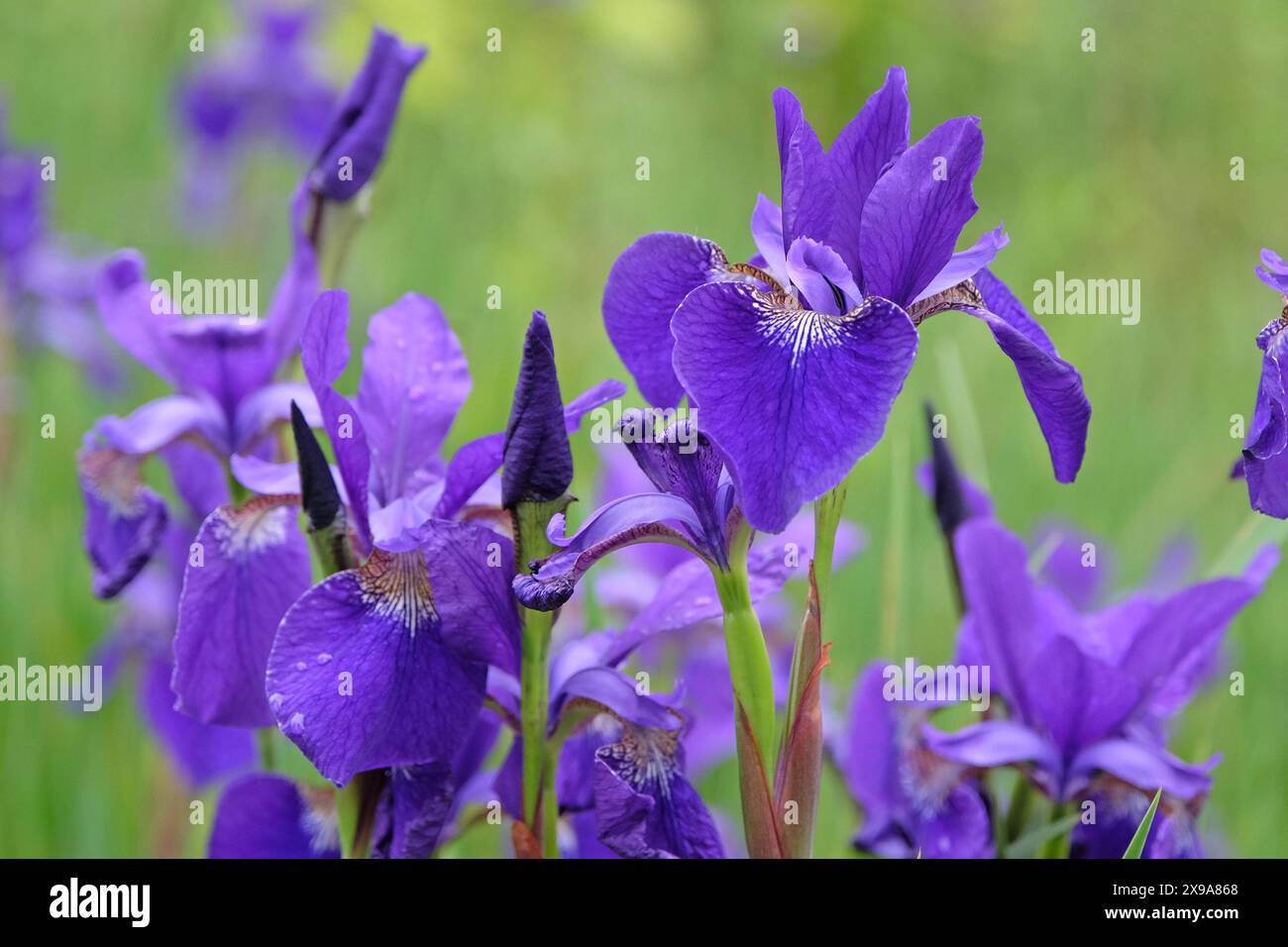 Tiefblaue Iris sibirica oder sibirische Flaggeniris, „Bruder des Cäsars“ in Blüte. Stockfoto