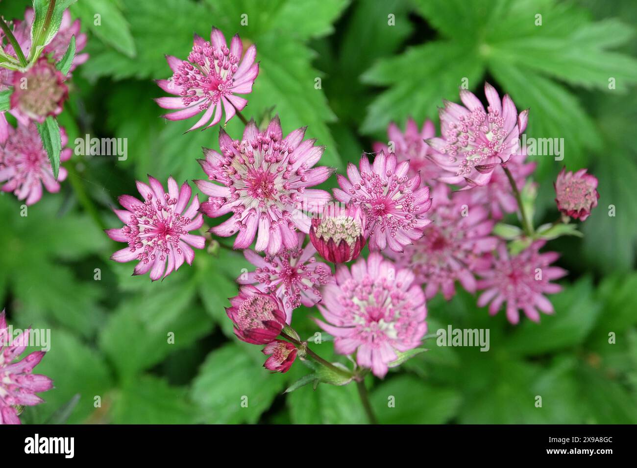 Die zarten rosafarbenen Blüten des großen Meisterworts Astrantia Major „Claret“ in Blüte Stockfoto
