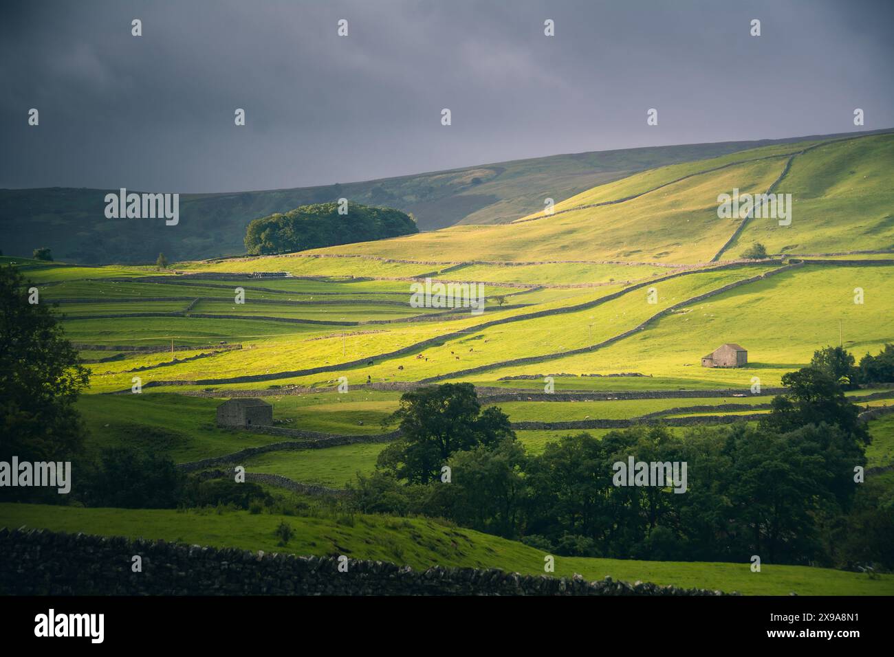 Yorkshire Dales Landschaft mit grünen Feldern, trockenen Steinmauern, Scheunen und Schafen. Teil von Nidderdale AONB Stockfoto