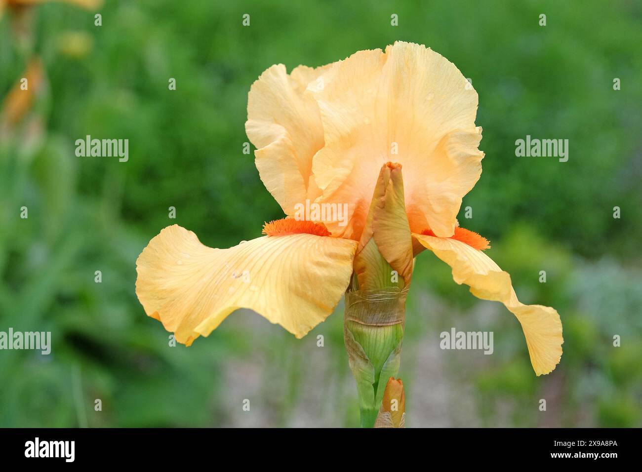 Aprikosenorangenbärtige Iris „Piroska“ in Blüte. Stockfoto