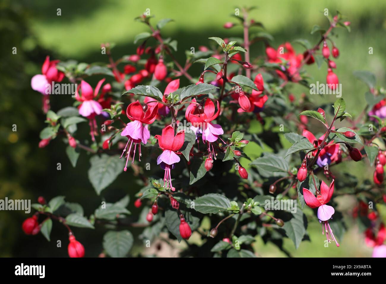 Nahaufnahme der wunderschönen hängenden Blumen einer Fuchsia vor einem sonnendurchfluteten natürlichen Hintergrund Stockfoto