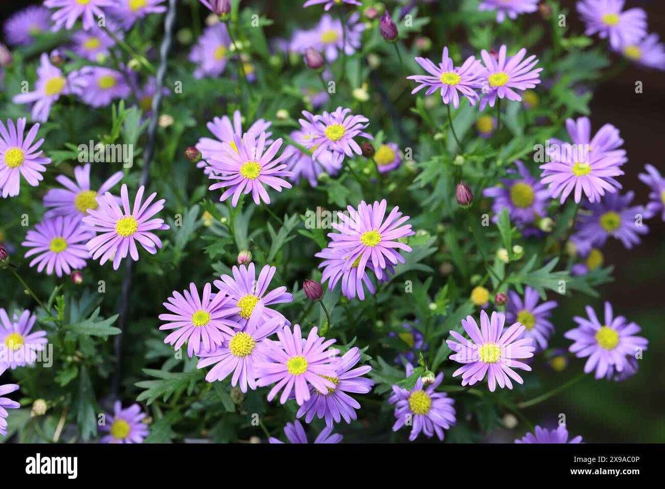Nahaufnahme einer blau blühenden Brachyscome multifida Pflanze in einem Pflanzgefäß Stockfoto