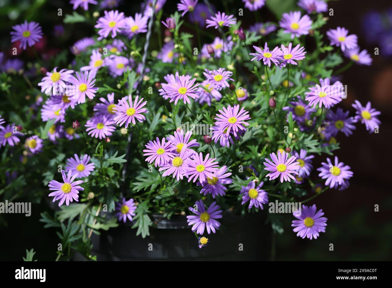 Nahaufnahme von wunderschönen, sonnendurchfluteten Brachysmenblumen in einem Hängekorb Stockfoto