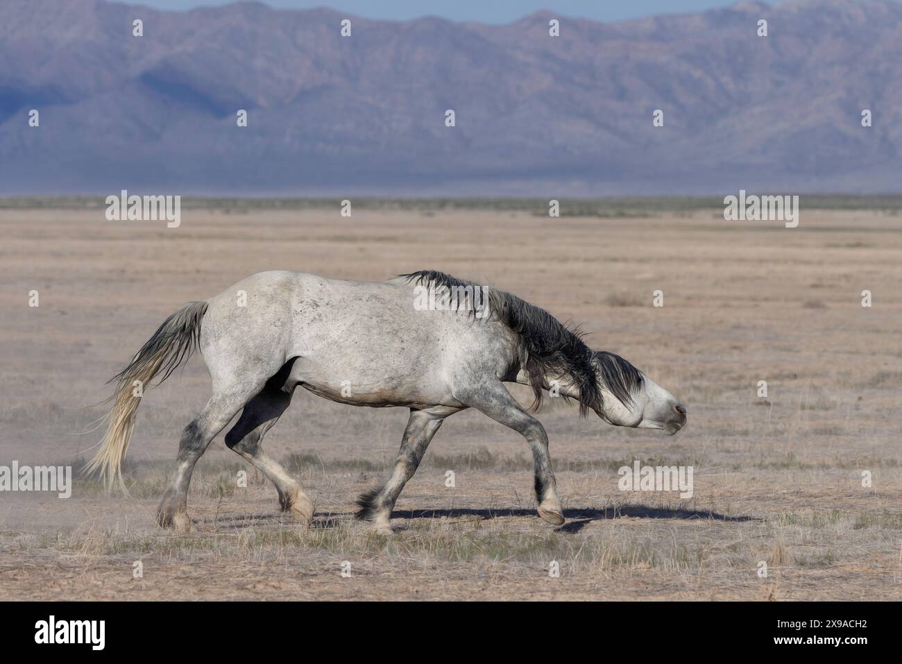 Die Wildpferdeherde des Onaqui Mountain hat eine leichte bis mittelschwere Struktur und ist in Farben wie Sauerampfer, roan, Buchleder, Schwarz, Palomino, und grau. Stockfoto