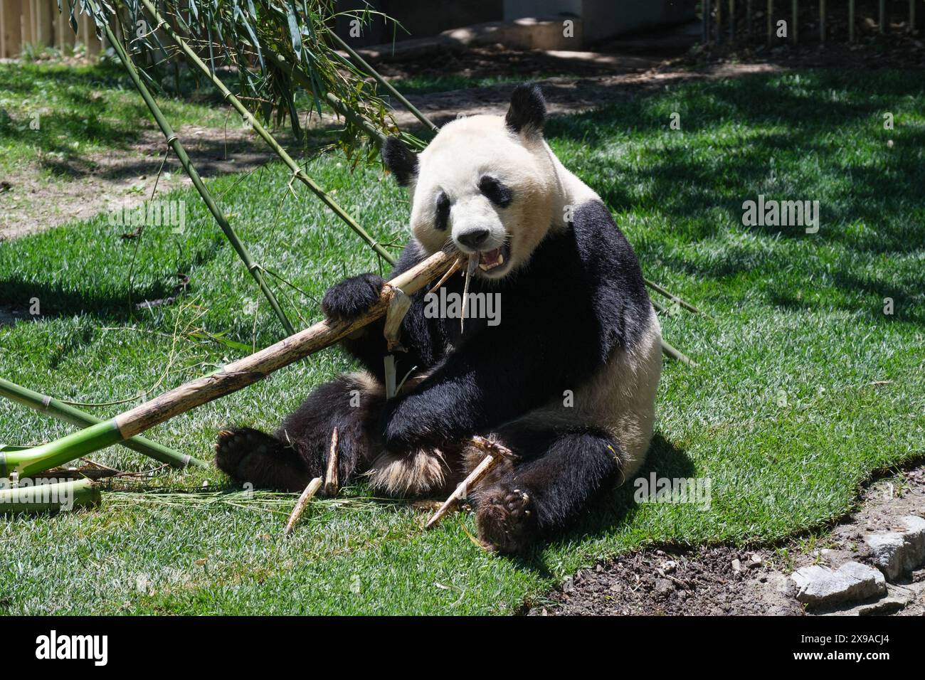 Königin Sofia von Spanien führt am 30. Mai 2024 die Verleihung der beiden neuen Pandas des Madrider Zoos in Madrid, Spanien. Stockfoto