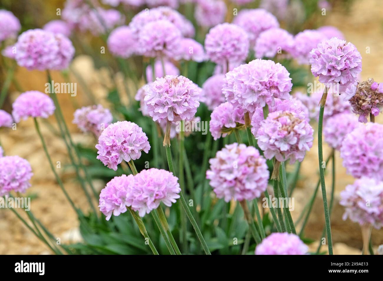 Armeria pseudarmeria „Sweet Dreams“, auch bekannt als Damenkissen, Second oder Sea Pink in Blume. Stockfoto