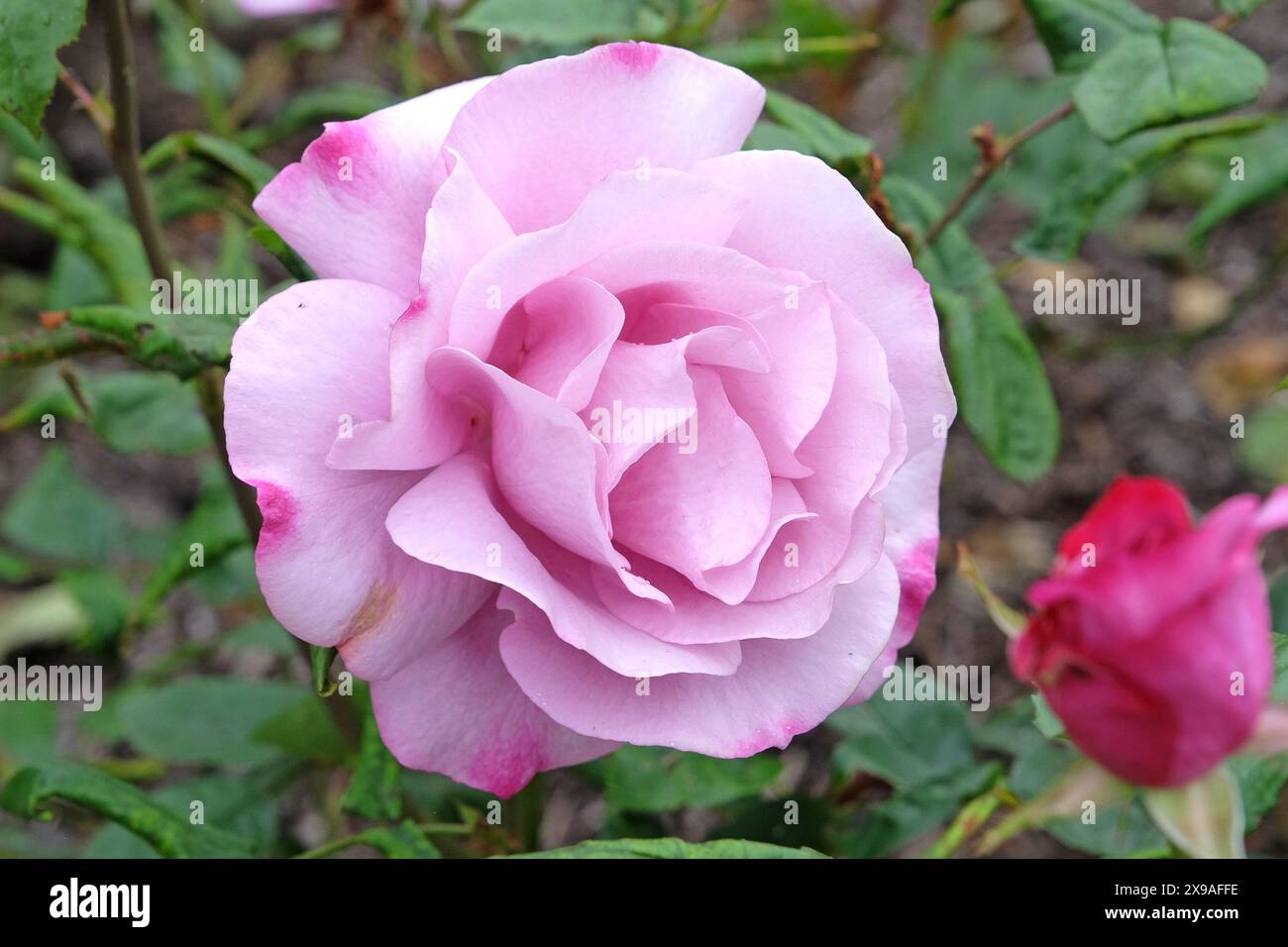 Blasslila rosa Hybrid-Teerose, rosa „Moody Blue“ in Blüte. Stockfoto