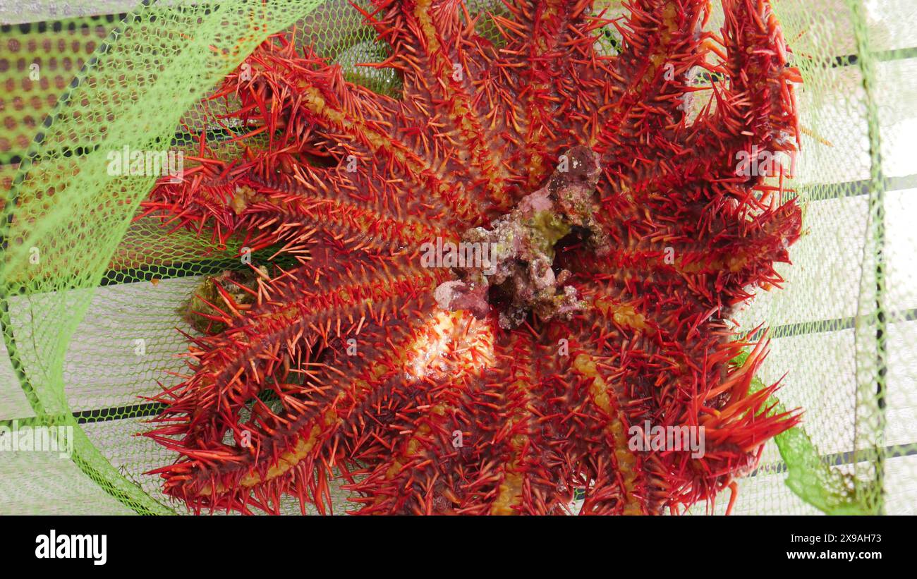 Rotes Meer, Ägypten. Die Unterseite einer Dornenkrone, die von Tauchern aus einem Korallenriff des Roten Meeres entfernt wurde. Sie ernähren sich von lebenden Korallen Stockfoto