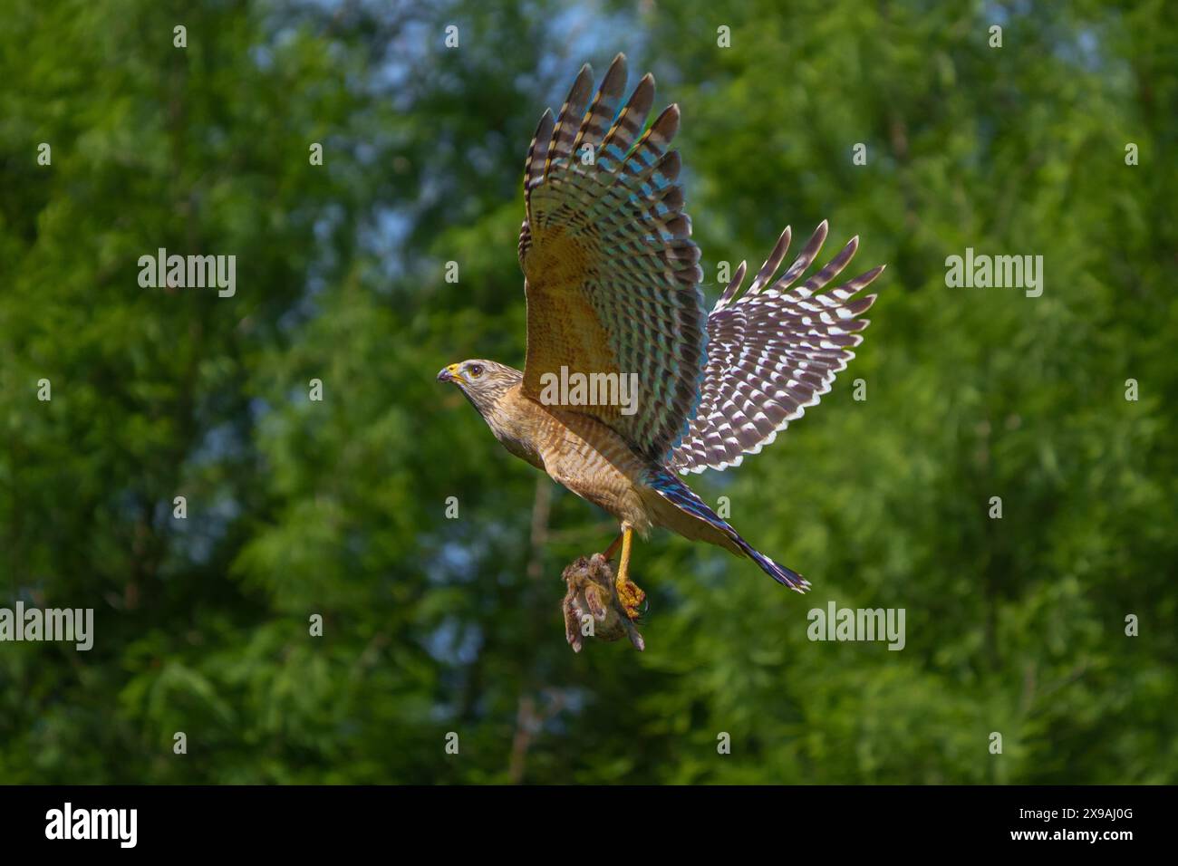 Rotschultriger Falke mit seiner Beute Stockfoto