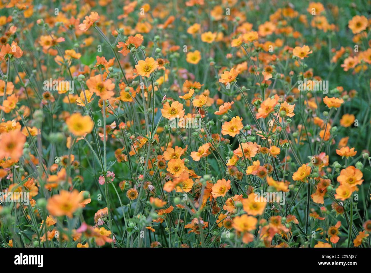 Orange Geum, auch bekannt als Avens, „Totally Tangerine“ in der Blüte. Stockfoto