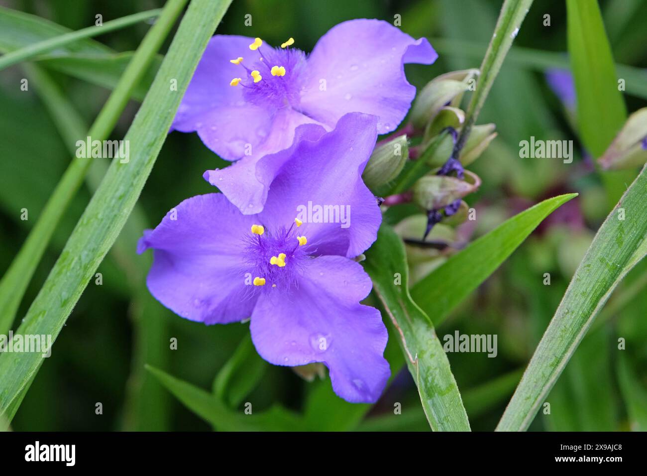 Blau-violett Tradescantia virginiana, das Virginia-Spinnenwort in der Blüte. Stockfoto