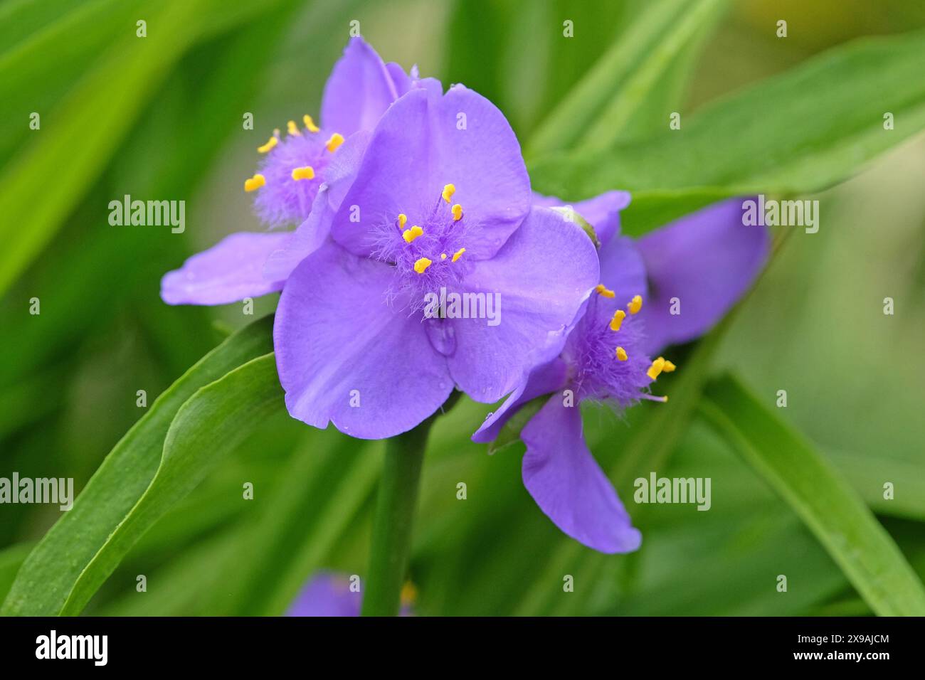 Blau-violett Tradescantia virginiana, das Virginia-Spinnenwort in der Blüte. Stockfoto