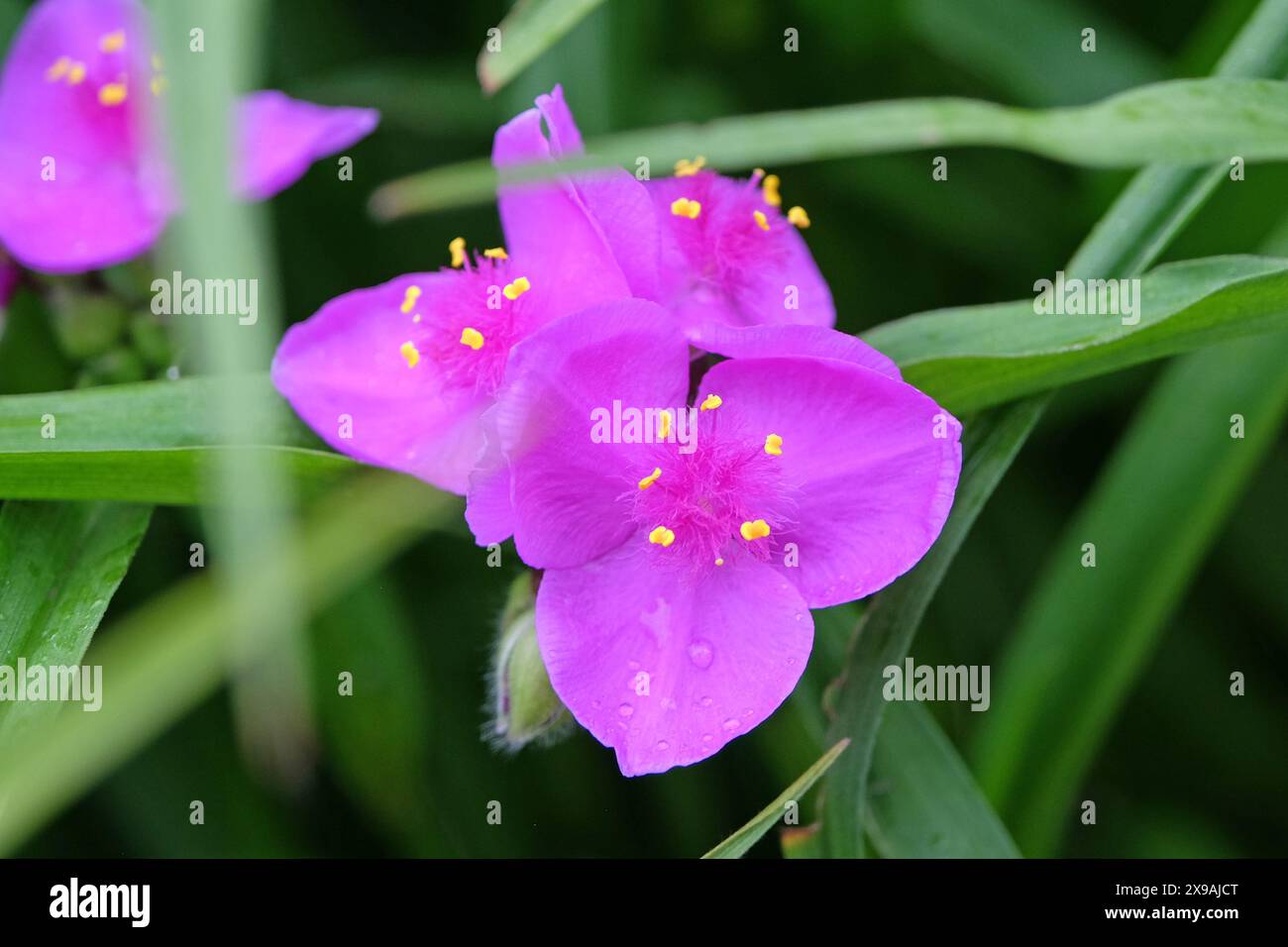 Rosa Tradescantia virginiana, das Virginia-Spinnenwort in der Blüte. Stockfoto
