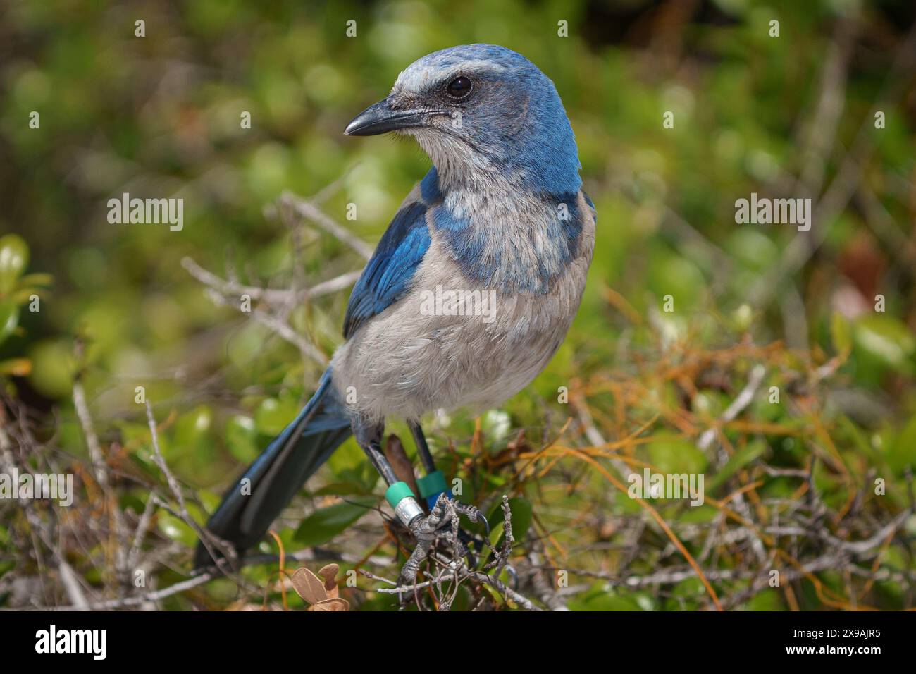 Florida Scrub-Jay sitzt auf einem Baumstamm Stockfoto