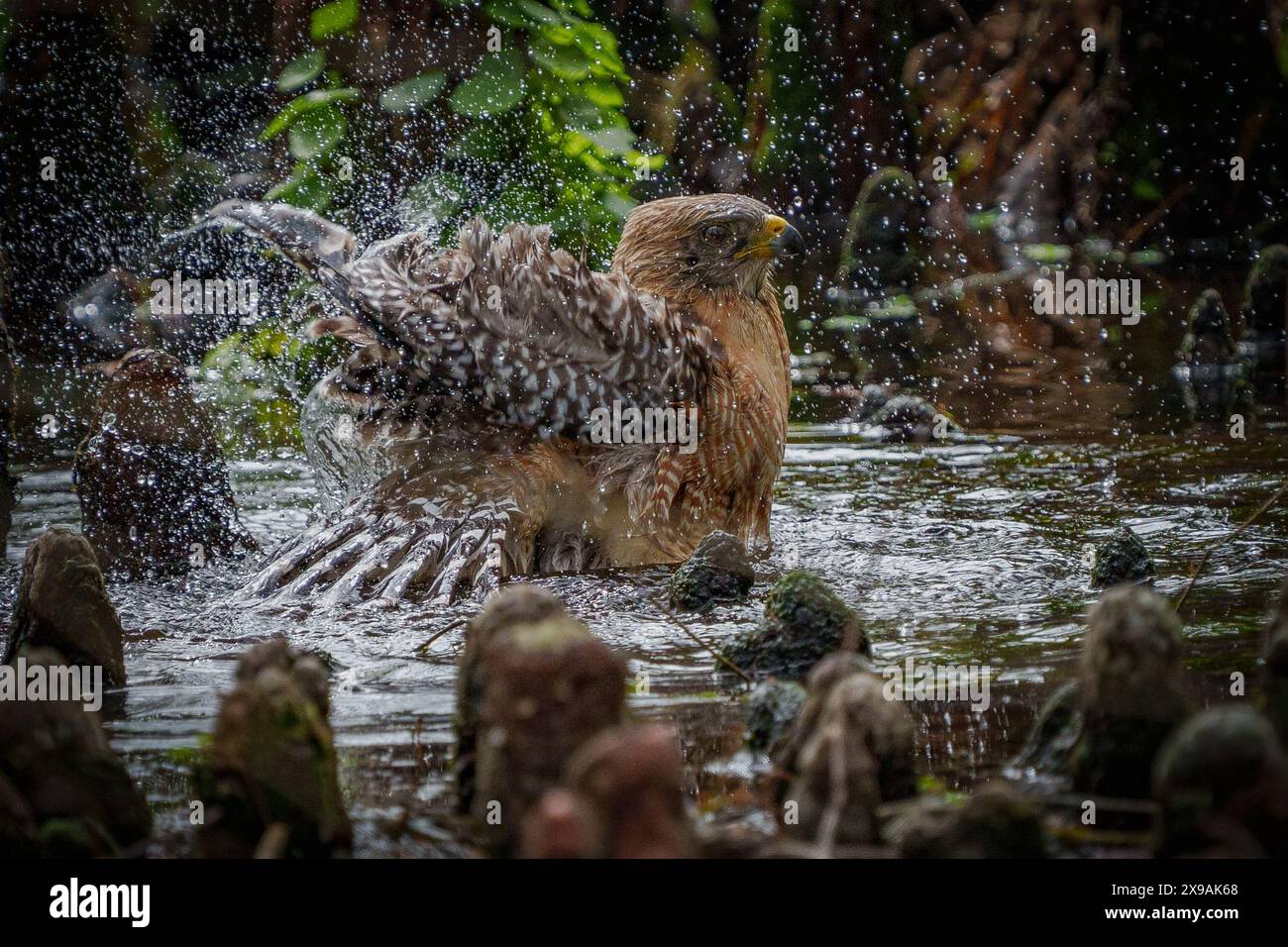 Rotschultriger Hawk, der ein Bad nimmt Stockfoto