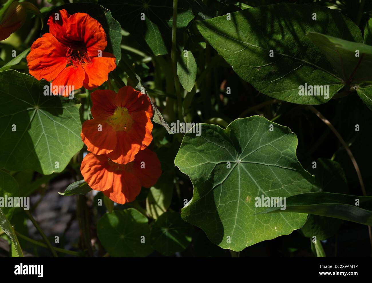 Leuchtend farbige orange Nastertiums Stockfoto
