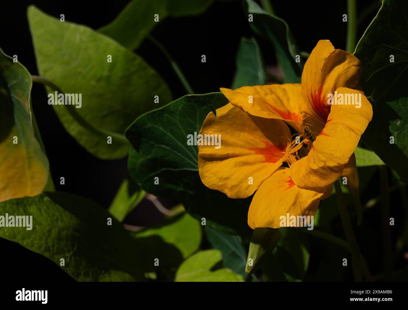 Leuchtend farbige gelbe Sternchen Stockfoto