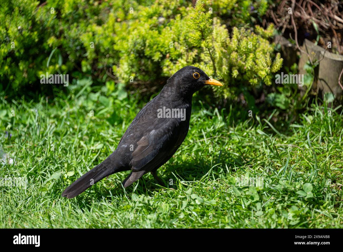 Schwarzvogel [Turdus merula] auf einem Gartenrasen bei hellem Sonnenschein. Stockfoto