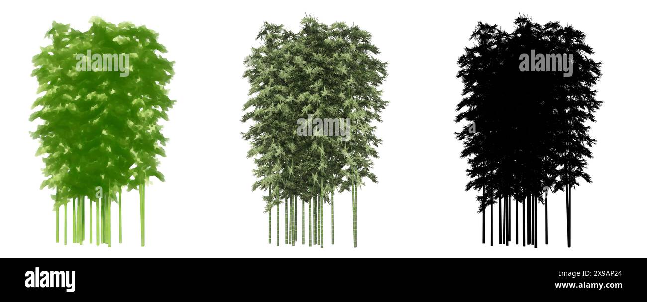 Set oder Sammlung von Bambusbäumen, gemalt, natürlich und als schwarze Silhouette auf weißem Hintergrund. Konzept oder konzeptionelle 3D Illustration für die Natur, e Stockfoto